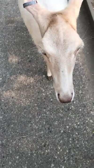 Fren :)