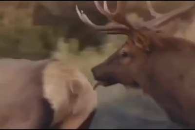 He just want some ass