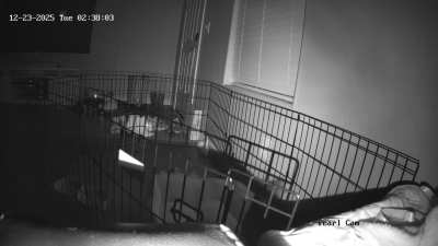 local escape artist tries to get me a million dollar medical bill by jumping out of enclosure