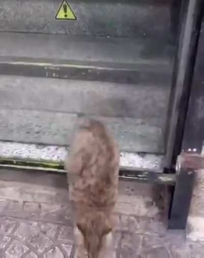 Carts are nothing but snakes with fur and legs.