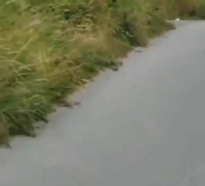 Bear wants a word with this jogger