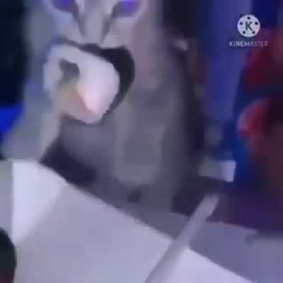 Stupid fucking cat flies into the air