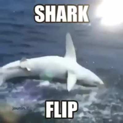 Shark flip xtreme