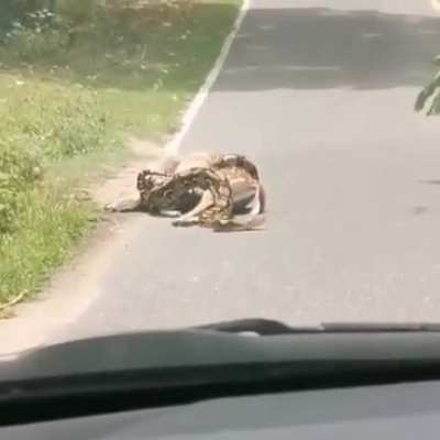 To eat Bambi.....