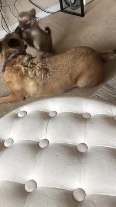 Was a little nervous when my roommate brought a dog home…
