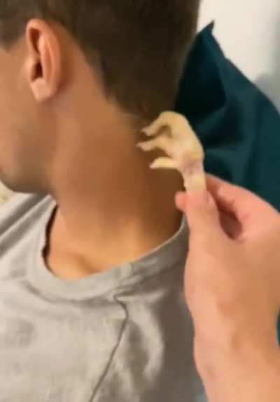 Chicken foot