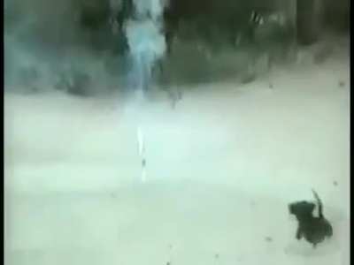 Dog to the rescue