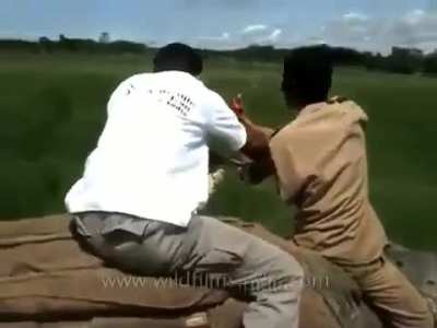 Bengal Tiger attacks mahout on an Elephant !