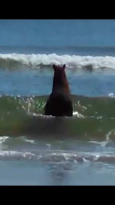 cri horse ð¢