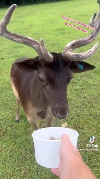 I wanna feed bears lettuce