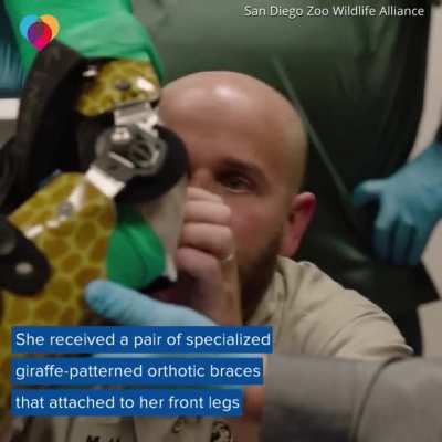 Helping out a disabled baby giraffe so it can walk again