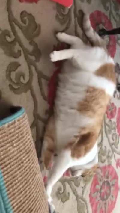 My cat being crazy