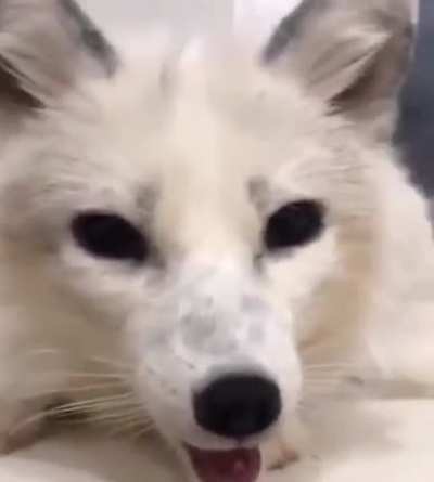 Foxo Screm!