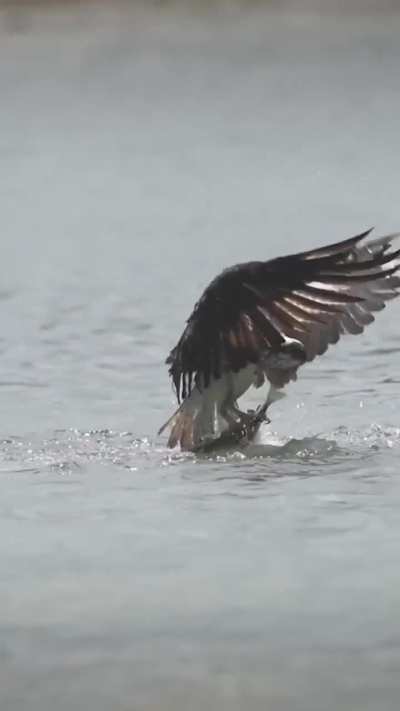 Badass bird