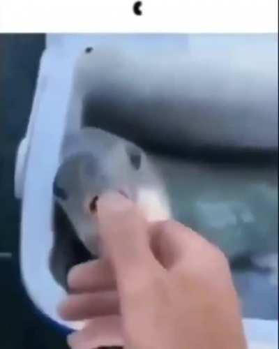 Fish....That's it
