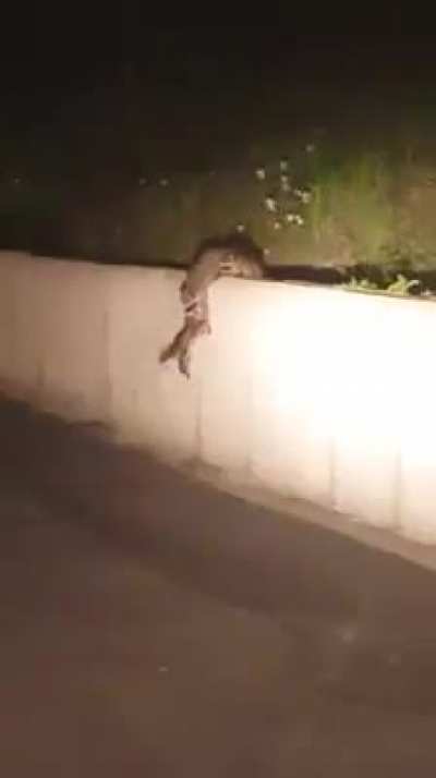 Raccoon Rescue Team