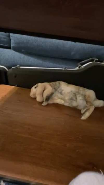 Goodnight wishes from my rabbit and her epic dewlap
