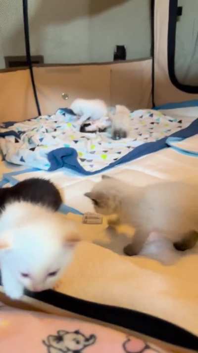 The Eight Potatoes are starting to turn into actual kittens.
