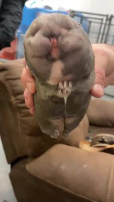 Siamese Bully pup born through a c-section. Pup passed away not to long after it was born￼￼.
