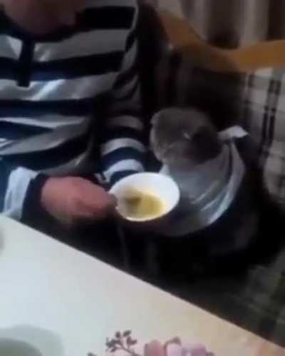 Kedi çorba içiyor