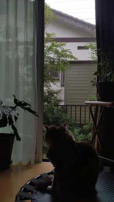 cici and the rain