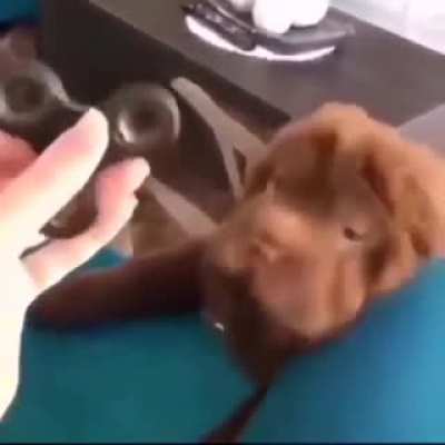 Dog's biggest fear