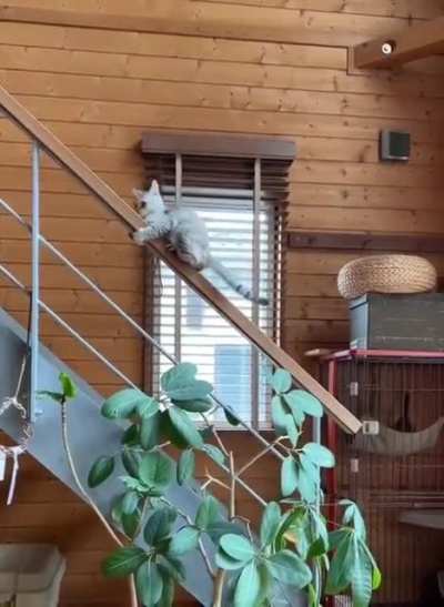 Wheeeeeee