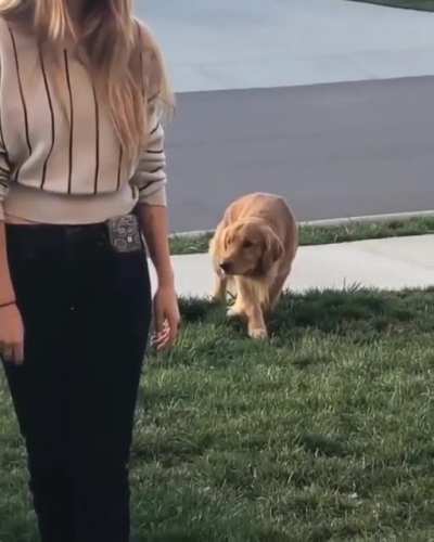 When Golden feels like a Tiger