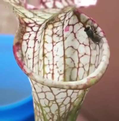 A pitcher plant catching a fly