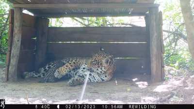 Nacieron dos michis en El Impenetrable de Chaco