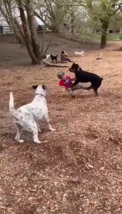 Canine Destruction
