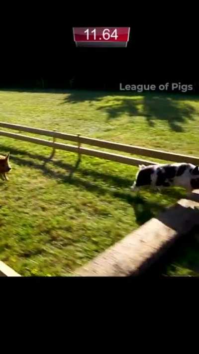 The Pigs get their biggest surprise yet in Race 3!