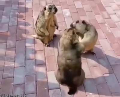 Quite the dispute