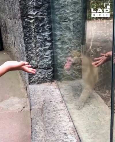 Monkey in awe
