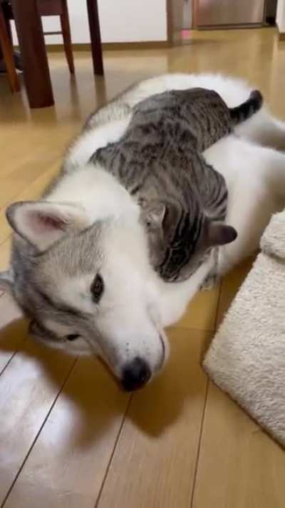 Just gonna lay here.