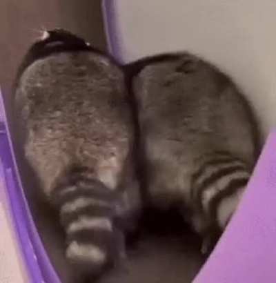Raccoons have disarmingly silly walking styles but can when they want run up to 15 mph (the speed of bikes)