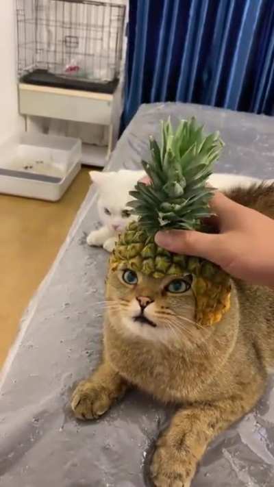 cat knight