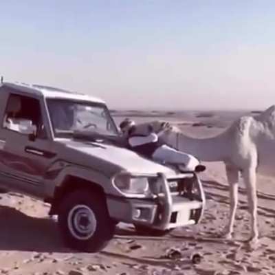 🐪🤍