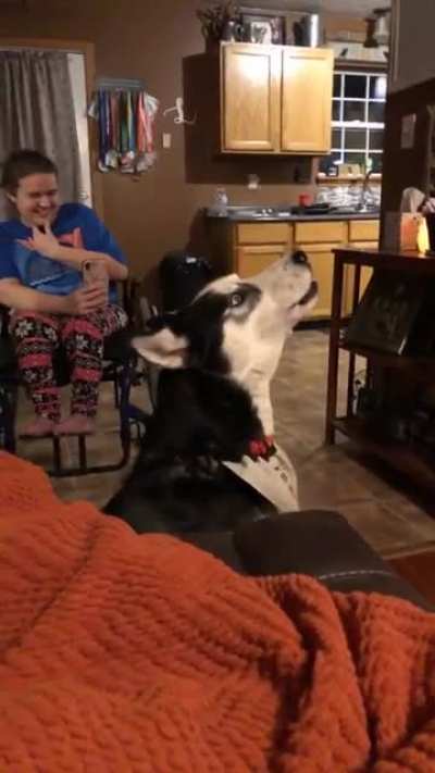 Asked Alexa to play wolf sounds and my husky did not approve...