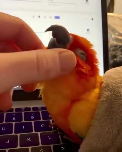 Living the dream