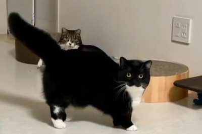 gato!