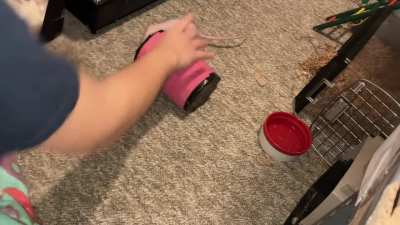My awesome pet rat Chickpea is learning to walk onto a barrel!