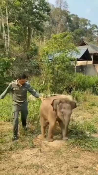 Intense Fight 😅🐘