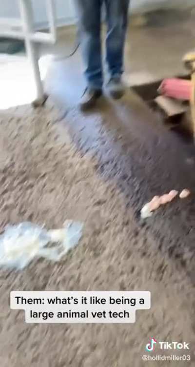 Cow