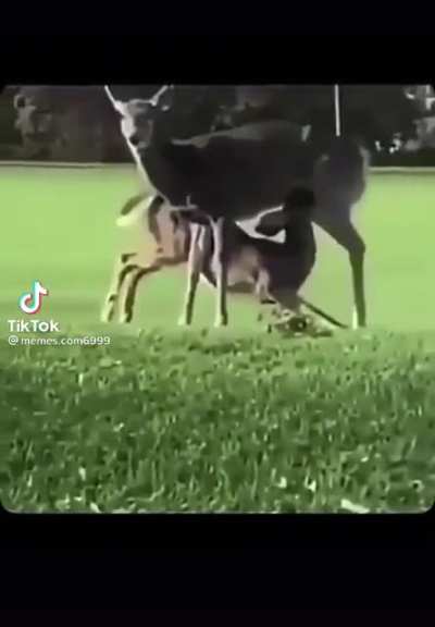 Absolute focus