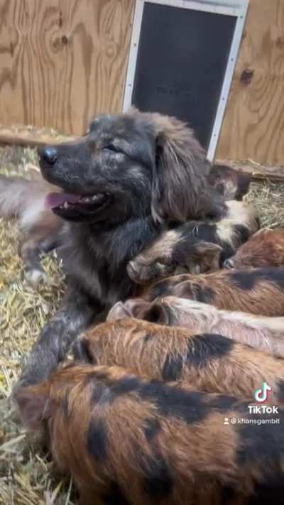 Misiu, 9 month old Tibetan Mastiff x Karakachan x Caucasian Ovcharka, guarding his Kune Kune piglets.