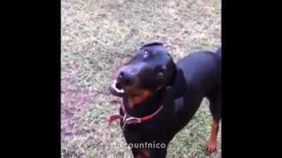 comrade dog