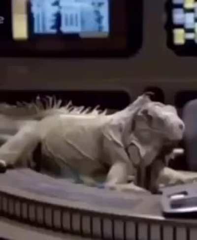 🦎