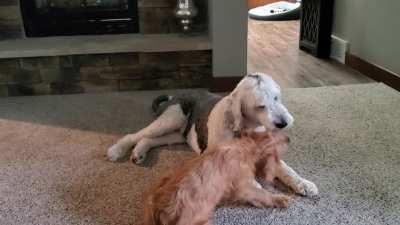 My puppers playing!