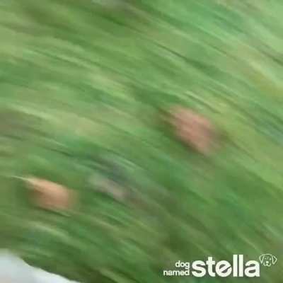 Stella the dog jumping in leaf piles